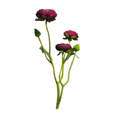 Ranunculus fialový