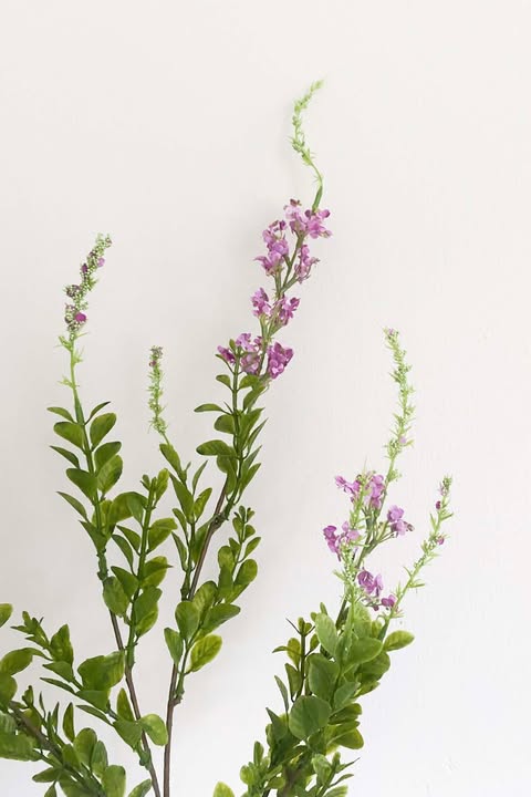 Lipie mauve