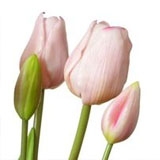 Svazky tulipánů