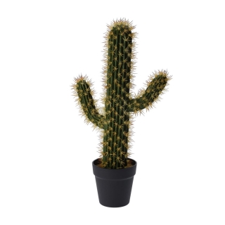 Kaktus III
