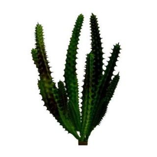 Sukulent - cactus pick