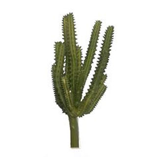 Sukulent cactus zastřeně zelený